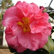 Betty Sheffield Pink Variegated